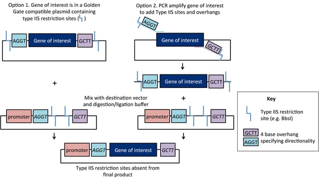 schematic of golden gate cloning