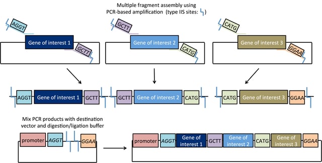 assembling multiple fragments using Golden Gate cloning