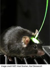 Mouse in optogenetics apparatus