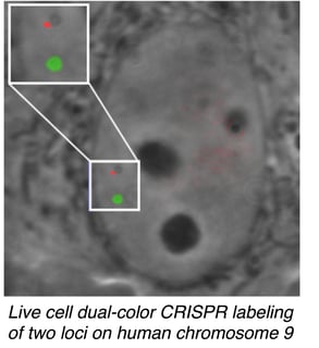 Live cell dual-color CRISPR labeling of two loci on human chromosome 9.