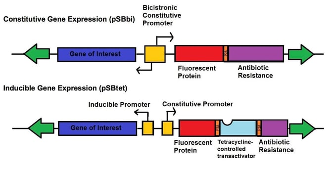 Two new types of vectors for the Sleeping Beauty transposase system. One vector is for robust constitutive expression of a gene of interest. The other is for tetracycline inducible expression of a gene of interest.