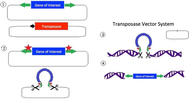 Overview of the Sleeping Beauty transposon system. The transposon consists of a mirrored set of inverted repeats  flanking the gene of interest in a plasmid backbone. A separate plasmid contains the transposase gene for expressing the transposase enzyme. The transposase enzyme is expressed and binds the inverted repeats; and an endonuclease reaction occurs which cuts the DNA. The released transposon can now bind a strand of DNA with a TA dinucleotide (there are many such sites in the human genome). The original plasmid is empty following the removal of the transposon; the plasmid is then degraded by the cell. The transposase creates a double strand break in the DNA and allows the tranposon to integrate. Additionally, the TA sequence is duplicated near the gene of interest insertion site.