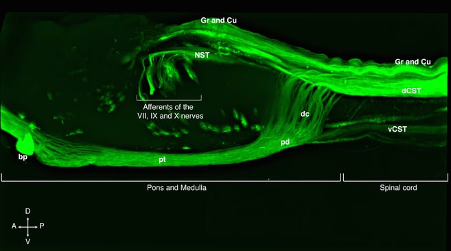 Lateral view of a cleared rat pons, medulla and the first segments of the spinal cord showing the cortico spinal tract, CST, spinal cord and cranial nerve afferents labelled with a AAV8 expressing eGFP under the human ubiquitin C promoter. 