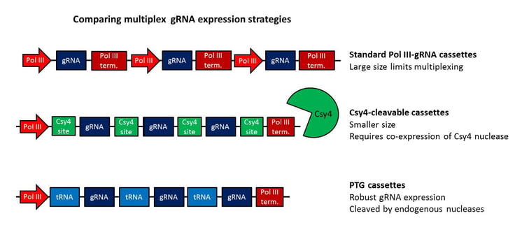 Comparision of three different multiplex gRNA expression strategies: Standard Pol III gRNA casettes, Csy-4 cleavable cassettes, and PTG cassettes.