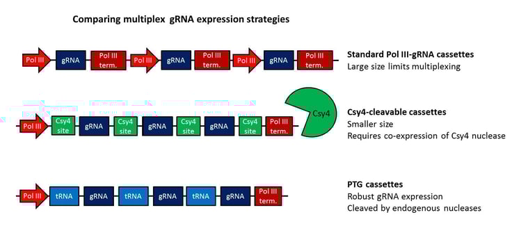 Back To Bacteria Crispr Grna Multiplexing Using Trnas
