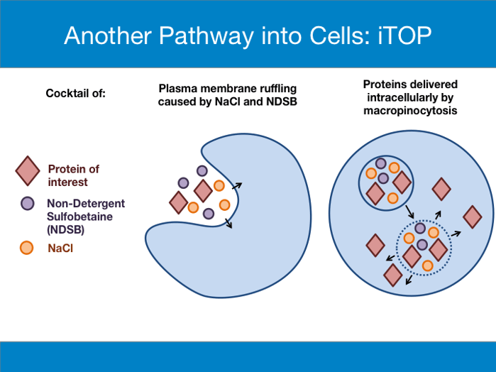 iTOP infograpic. iTOP consists of a protein of interest, a non-detergent sulfobetaine (NDSB), and sodium chloride (NaCl). The NaCl and the NDSB cause the plasma membrane of a cell to ruffle, which leads to macropinocytosis of the protein of interest, thus delivering it to the cell.