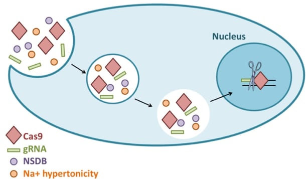 The small molecule NSDB and Na+ hypertonicity are key elements of iTOP. iTOP can be used to transduce Cas9 and a gRNA, which subsequently enter the nucleus and cleave the specified target. Figure adapted from D’Astolfo et al.