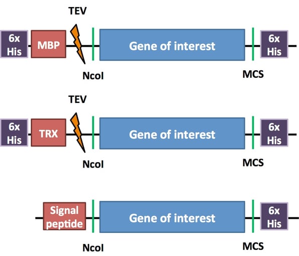 Elements of pCri constructs for protein purification:  6xHis tags enable affinity purification using a Ni-NTA resin. Maltose Binding Protein (MBP) improves protein solubility and stability. Thioredoxin A (TRX) and signal peptide tags help proteins with disulfide bonds fold properly. If a TEV protease site is present, TEV can remove these tags from the purified protein.
