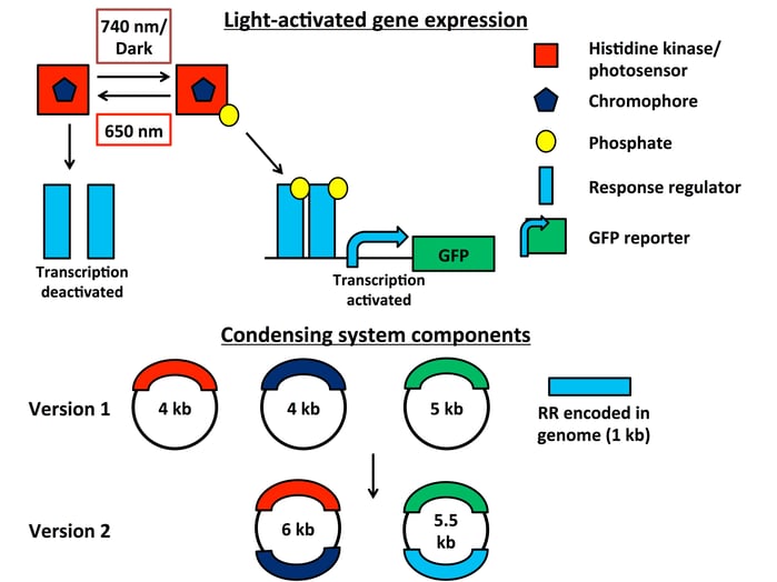 Enhanced two component system for light controllable gene expression. A hybrid histidine kinase/photosensor senses various light inputs, and an obligate chromophore allows the system to respond. In far-red light or dark conditions, the chromophore activates the response regulator via phosphorylation, promoting transcription of a GFP reporter. Subsequent exposure to red light rapidly deactivates the system.