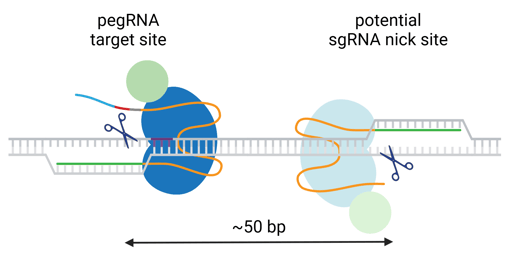 A cartoon of two prime editors shown binding to DNA in opposite orientations at sites 50 bases apart. One editor is using a full-length pegRNA as a guide and is bound to DNA at the pegRNA target site. The other prime editor is using an sgRNA as a guide, lacking the 3′ extension including the PBS and RTT, and is bound to DNA in the opposite orientation at a potential sgRNA nick site. Because of the opposite orientations of the two editors, the scissor symbol on each is shown nicking opposite strands of DNA.