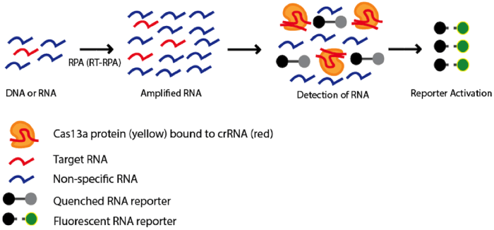 Steps in using Cas13 as a diagnostic tool. Nucleic acid is first amplified or transcribed into RNA. If the Cas13 protein cleaves a RNA fragment, as directed by a cRNA, it will begin cleaving any and all RNA, including a fluorescent RNA reporter.
