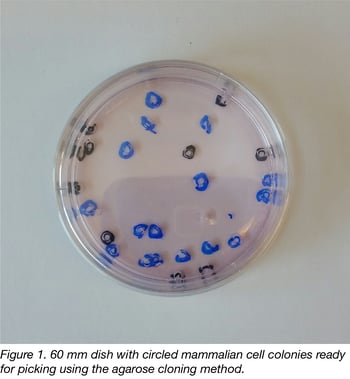 Cloning Cells by the Agarose Method Figure 1 editied.png