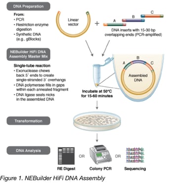 HiFI DNA Assembly Method Schematic