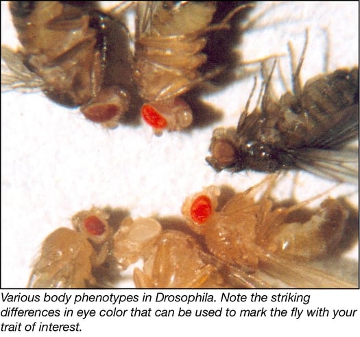 Quick Guide to Working with Drosophila Part 3: Genome Engineering in Flies