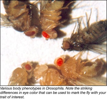 Drosophila Body Phenotypes