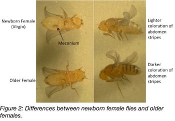 Difference between newborn female flies and older females