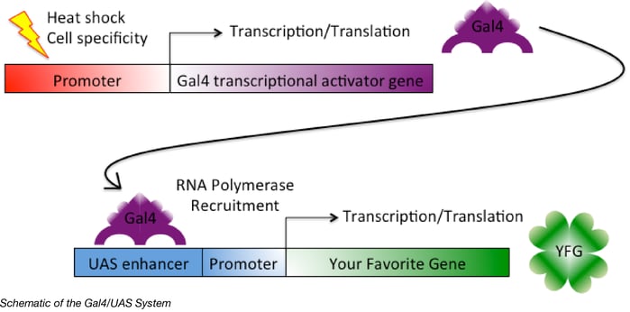 Schematic of the Gal4/UAS system