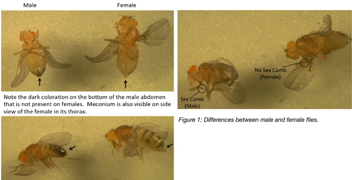 Male and Female Drosophila