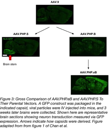 AAV.PHP.eB and AAV.PHP.S GFP delivery to the mouse brain AAV.PHP.eB and AAV.PHP.S GFP delivery to the mouse brain