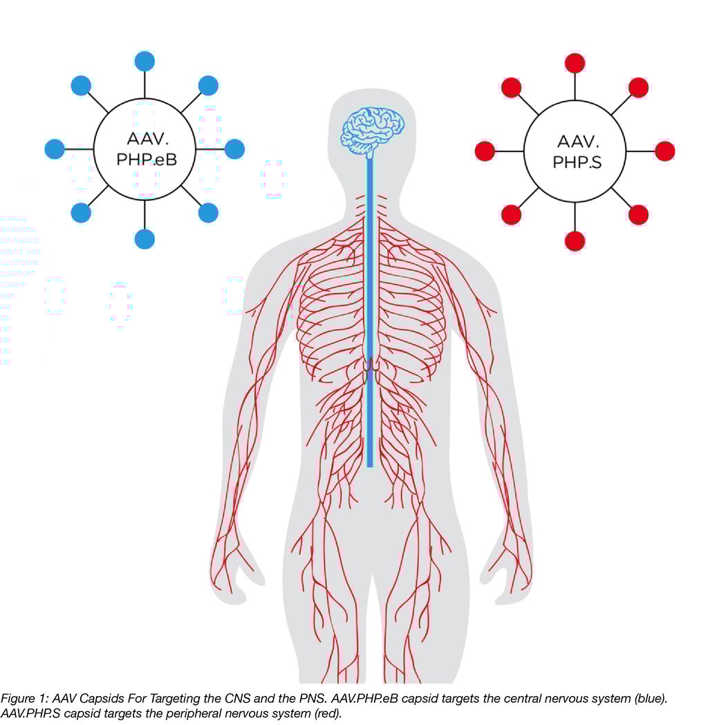 AAVs CREATed for Gene Delivery to the CNS and PNS