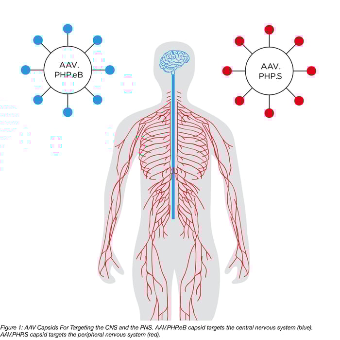 vs Created For Gene Delivery To The Cns And Pns