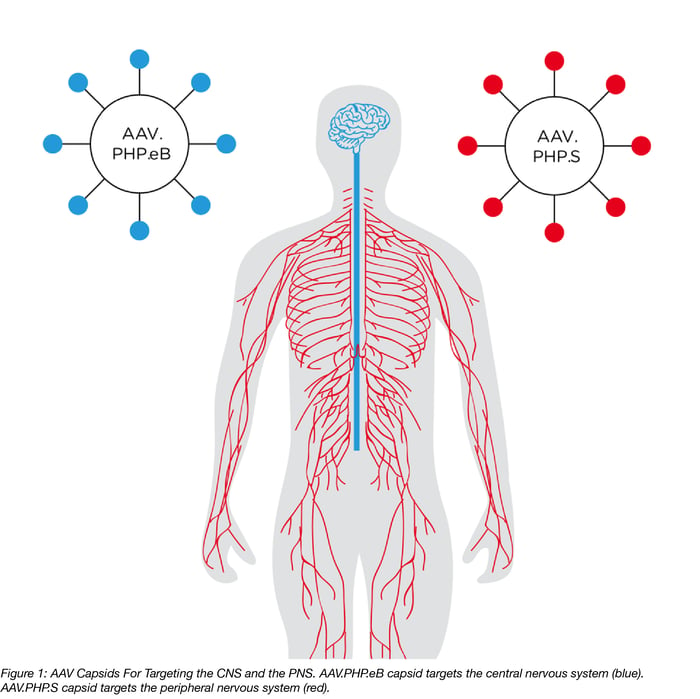 AAV Capsids targeting the CNS and PNS