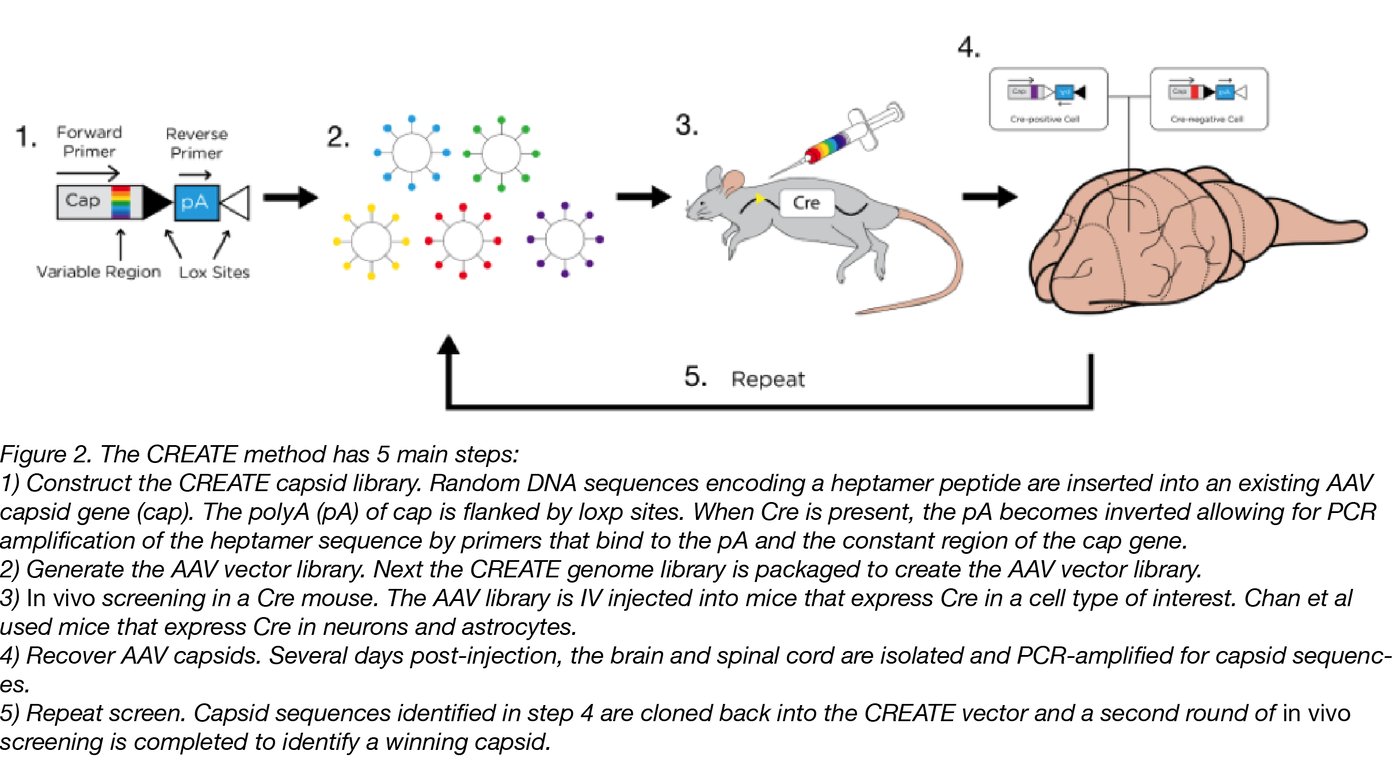 AAVs CREATed For Gene Delivery To The CNS And PNS