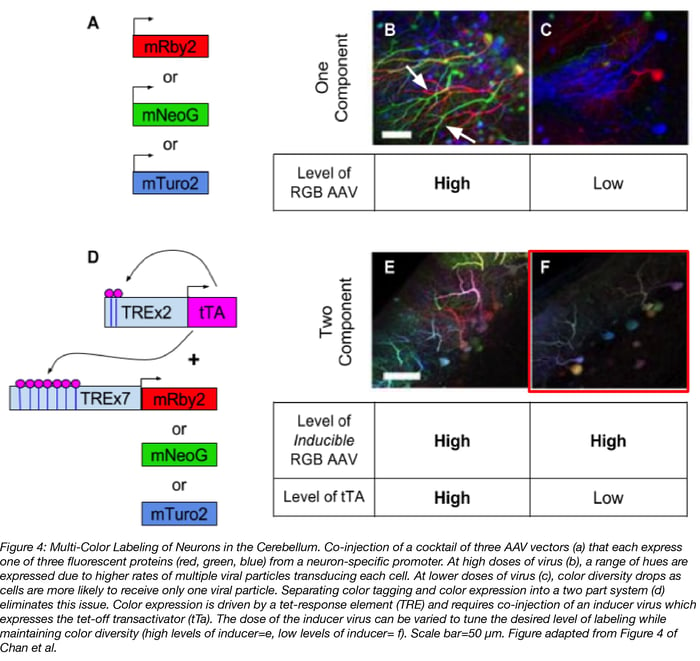 AAV Multicolor labeling of the mouse brain