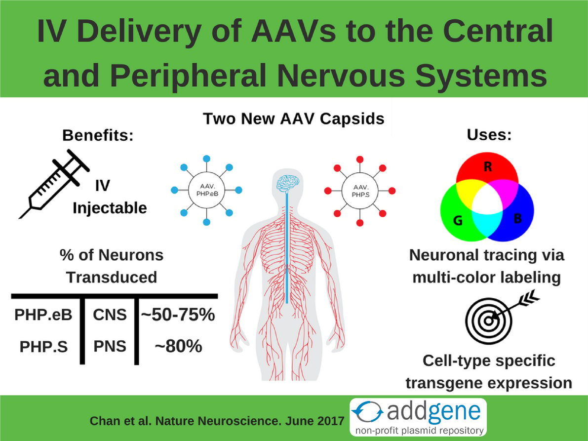 AAV delivery into the nervous system