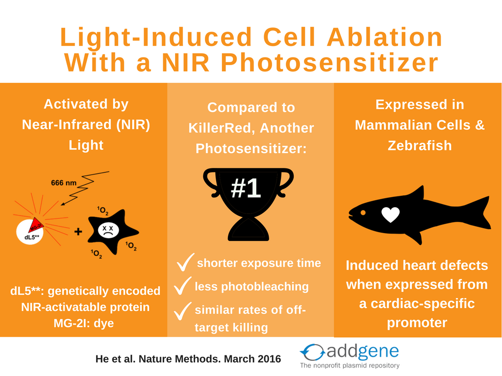 light-induced cell ablation with NIR photosensitizer