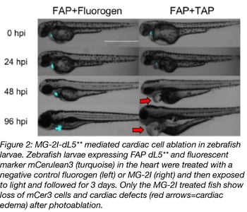 Photosensitizer Figure 2 Captioned-01.png