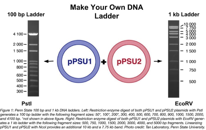 Penn State DNA Ladders pPSU1 and pPSU2