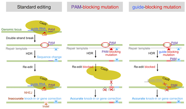Techniques to improve CRISPR Cas9 editing efficiency include PAM blocking mutations and guide blocking mutations.