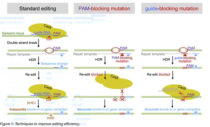Techniques to improve CRISPR Cas9 editing efficiency include PAM blocking mutations and guide blocking mutations.