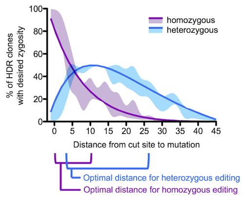 The graph shows the optimal distance for homozygous editing is between 0 and 10 bases from the cut site to mutation, and the optimal distance for heterozygous editing is from ~3 to 26 bases from the cut site to mutation.