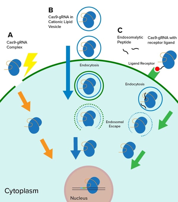 Diagram showing Cas9-gRNA ribonucleoprotein delivery via electroporation, cationic lipid-mediated methods, and internalization by specific cell types using Cas9 proteins harboring receptor ligands