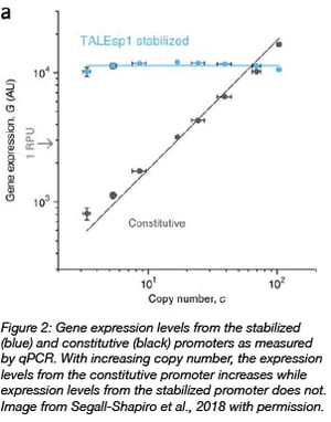 gene expression levels from stabilized promoters compared to constitutive promoters at different copy numbers