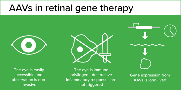 AAVs in retinal gene therapy infographic