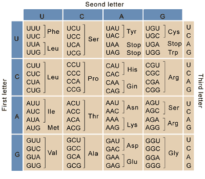 Codon Chart