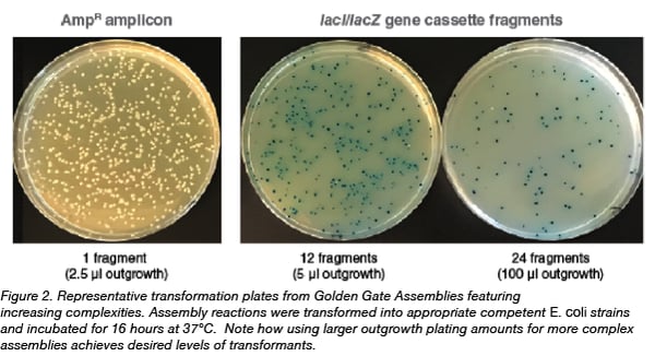 Golden Gate Assembly Transformants 