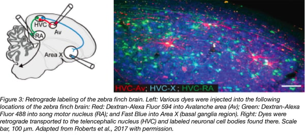 Retrograde Labeling of Zebra Finch Brain