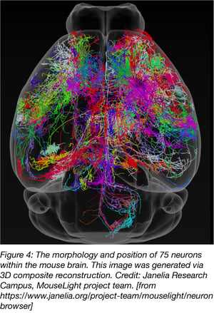 morphology and position of 75 neurons within the mouse brain