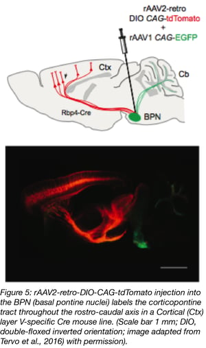 Retrograde AAV labeling of the mouse brain