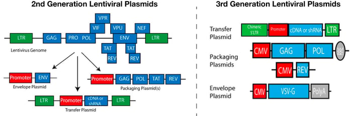 (Left) schematic of the complete lentiviral genome versus the genome split among the envelope, transfer and packaging plasmids. The top of the panel uses rectangles on a line to depict the various genetic units of the complete lentiviral genome. The bottom of the panel shows three distinct lines with rectangles representing the lentiviral genetic units carried on each plasmid. Three arrows are used to depict the complete lentiviral genome at the top being split into the three different plasmids on the bottom.