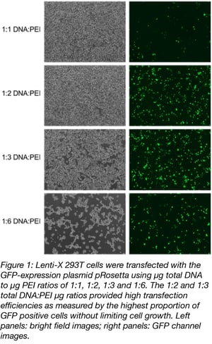 An eight-photo schematic showing transfection efficiency from a GFP expressing plasmid and cell health after PEI transfection. "1:1 DNA:PEI" shows a healthy cell monolayer with a low number of GFP-positive cells. "1:2 DNA:PEI" shows a healthy cell monolayer and a high number of GFP-positive cells. "1:3 DNA:PEI" shows slightly reduced cell number and a high number of GFP-positive cells. "1:6 DNA:PEI" shows a substantially reduced cell number of reduced GFP-positive cells.