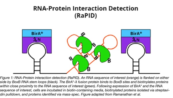 RNA-Protein Interaction Detection (RaPID) diagram