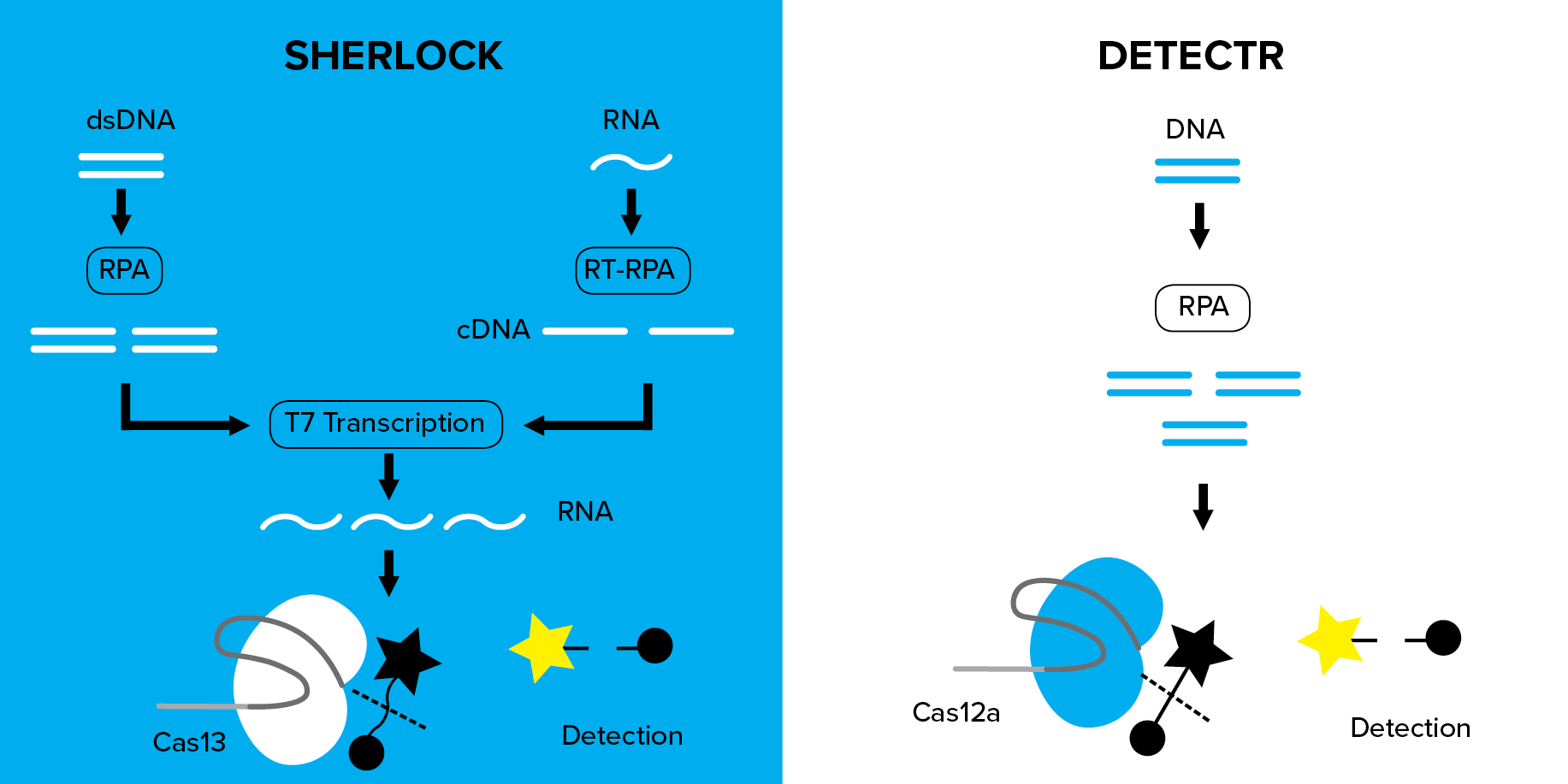 comparison between SHERLOCK and DETECTR nucleic acid detection methods