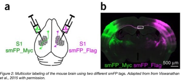 multicolor Lableing with smFPs