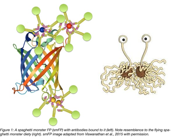 smFP Spaghetti Monster protein structure