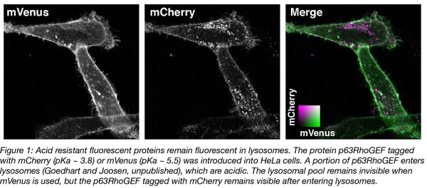acid resistant fluorescent proteins remain fluorescent in lysosomes